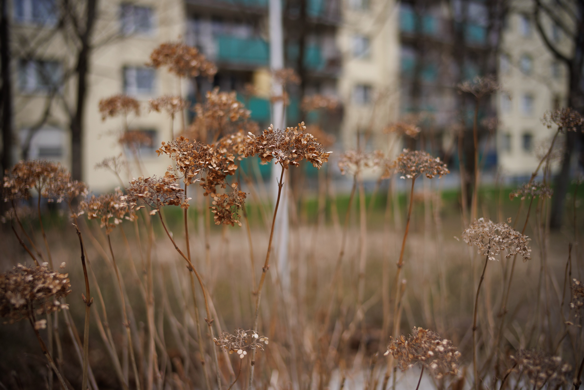 Obiektyw Voigtlander Nokton II Vintage Line 28 mm f/1,5 do Leica M - czarny