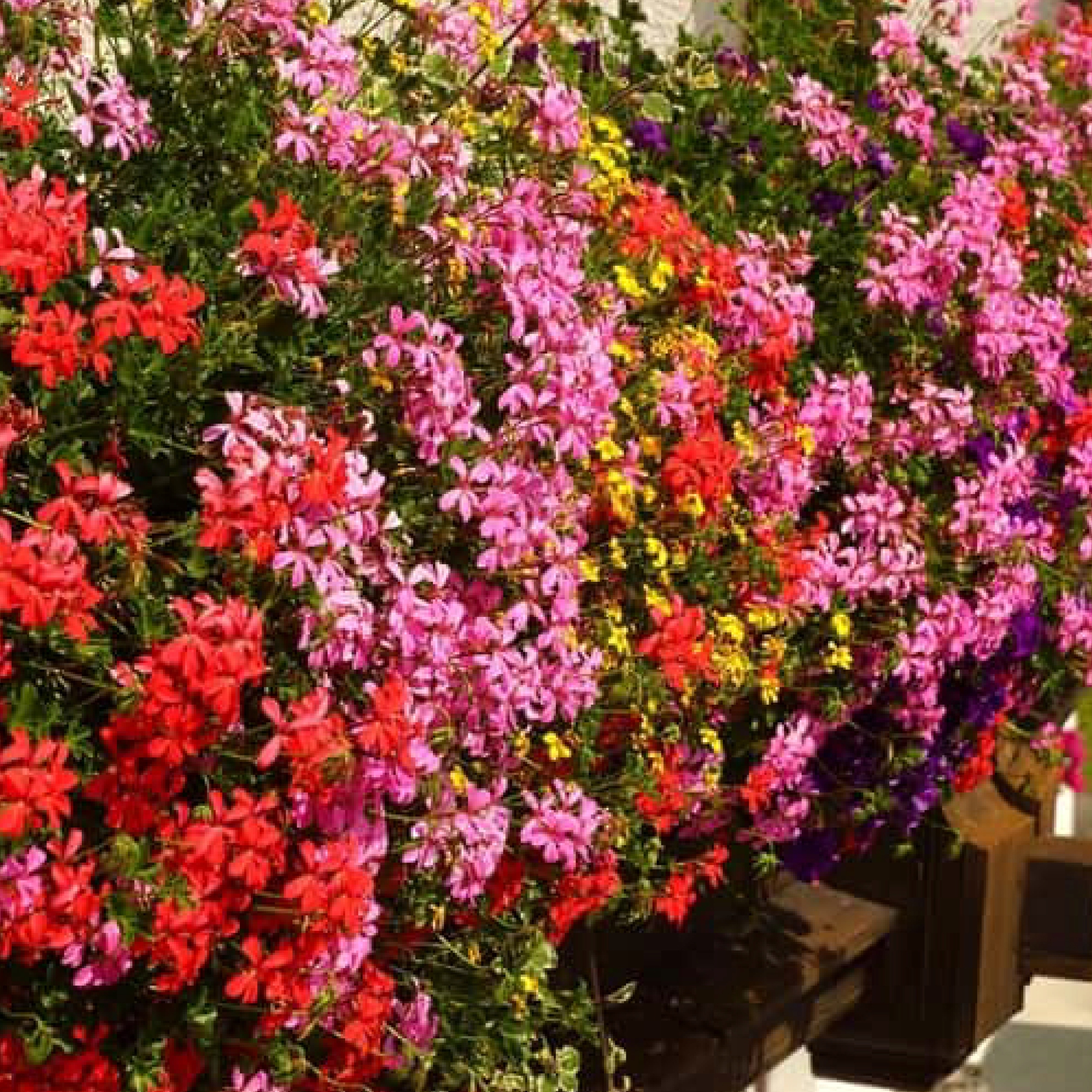Idealne miejsce dla pelargonii – Słoneczne stanowisko