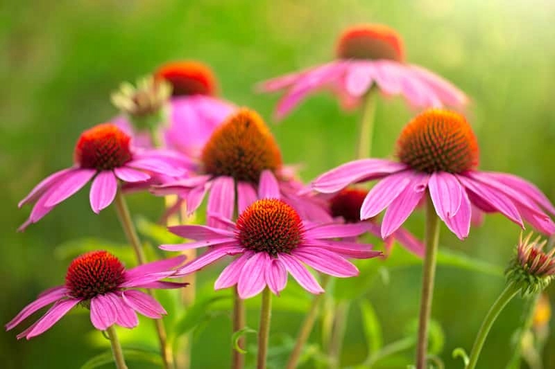 Rudbekia purpurowa Jeżówka - Różowa - Kwiaty do Twojego ogrodu