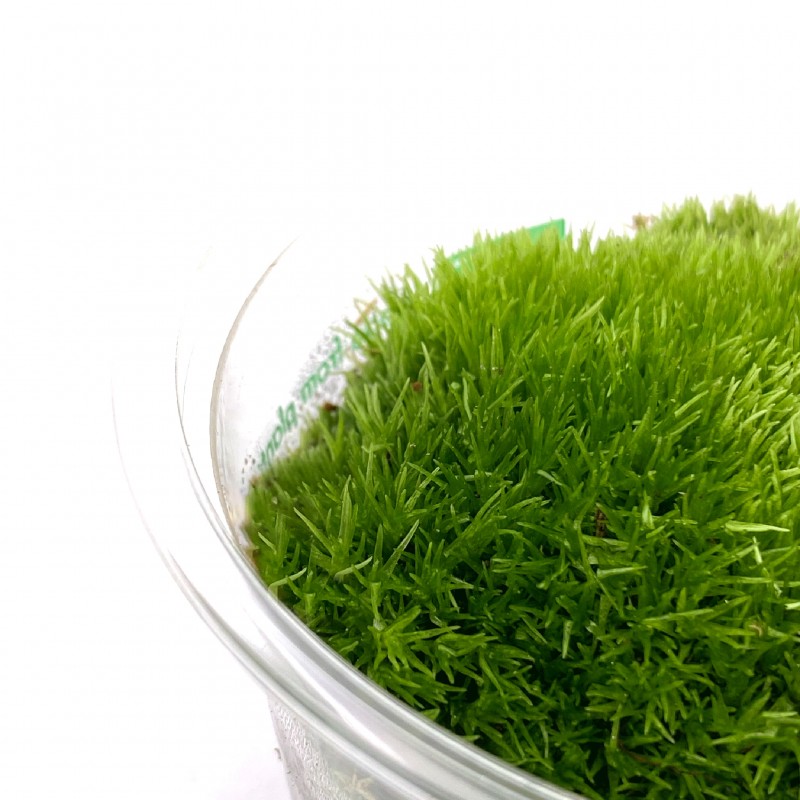 WIO Cushion Moss – Mech dekoracyjny do terrarium w intensywnym zielonym kolorze
