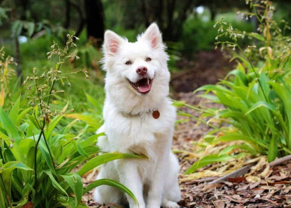 Korzyści zdrowotne – jak karma wspiera układ pokarmowy i kondycję psa
