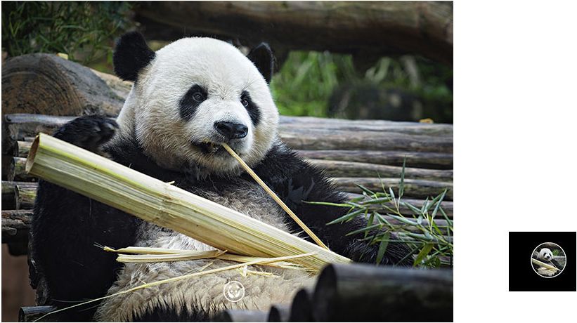HUAWEI nova 3i camera AI scenes panda