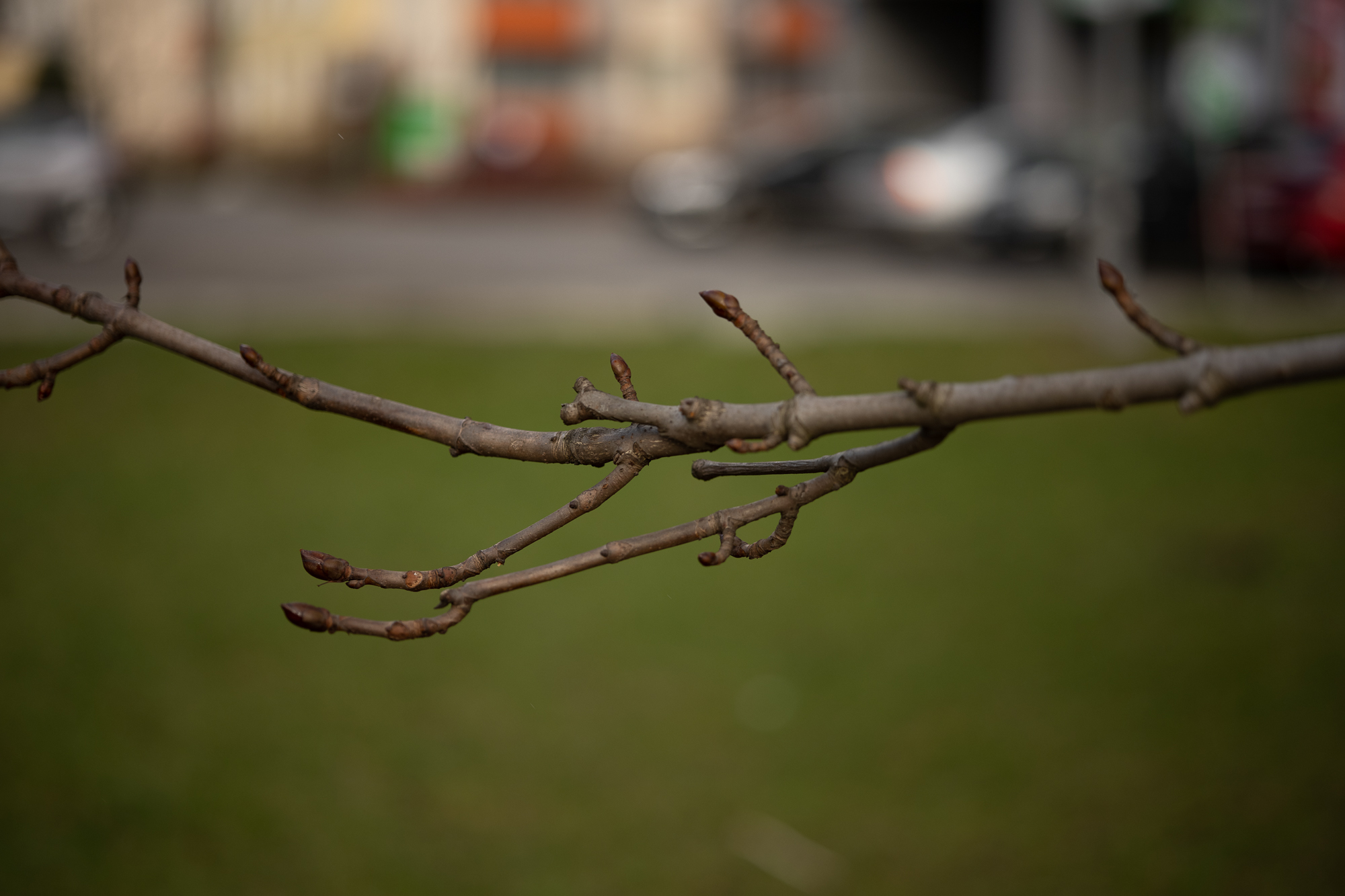 Obiektyw Voigtlander Macro APO Lanthar 65 mm f/2,0 do Nikon Z