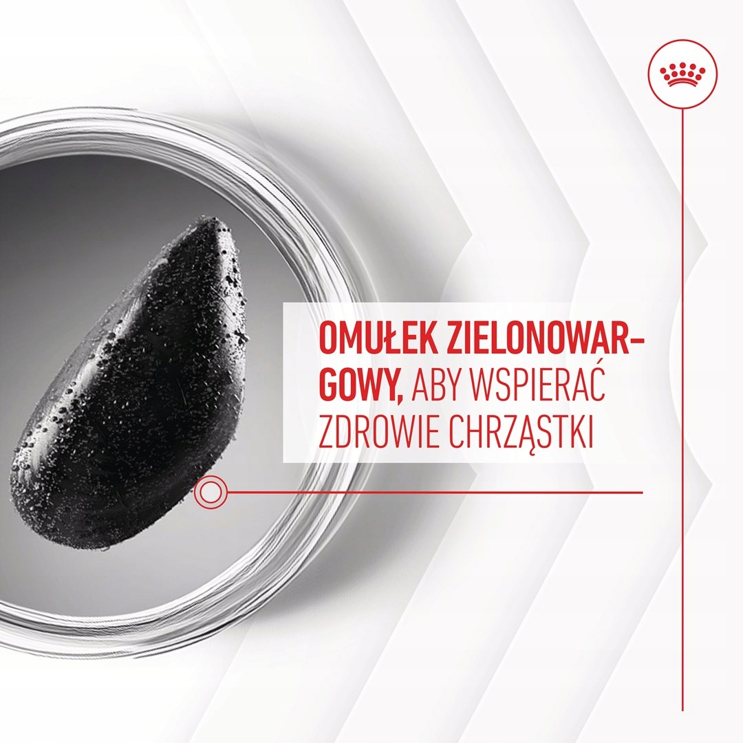 Przysmaki dla dorosłych psów – łatwe w podawaniu
