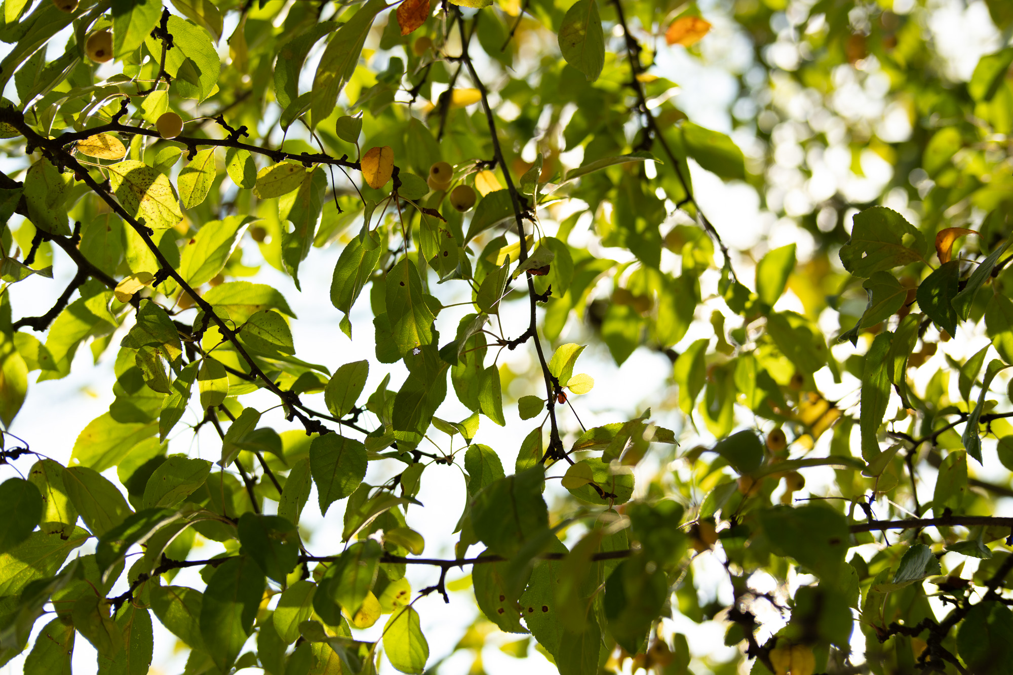 Obiektyw Voigtlander Nokton 50 mm f/1,2 do Fujifilm X