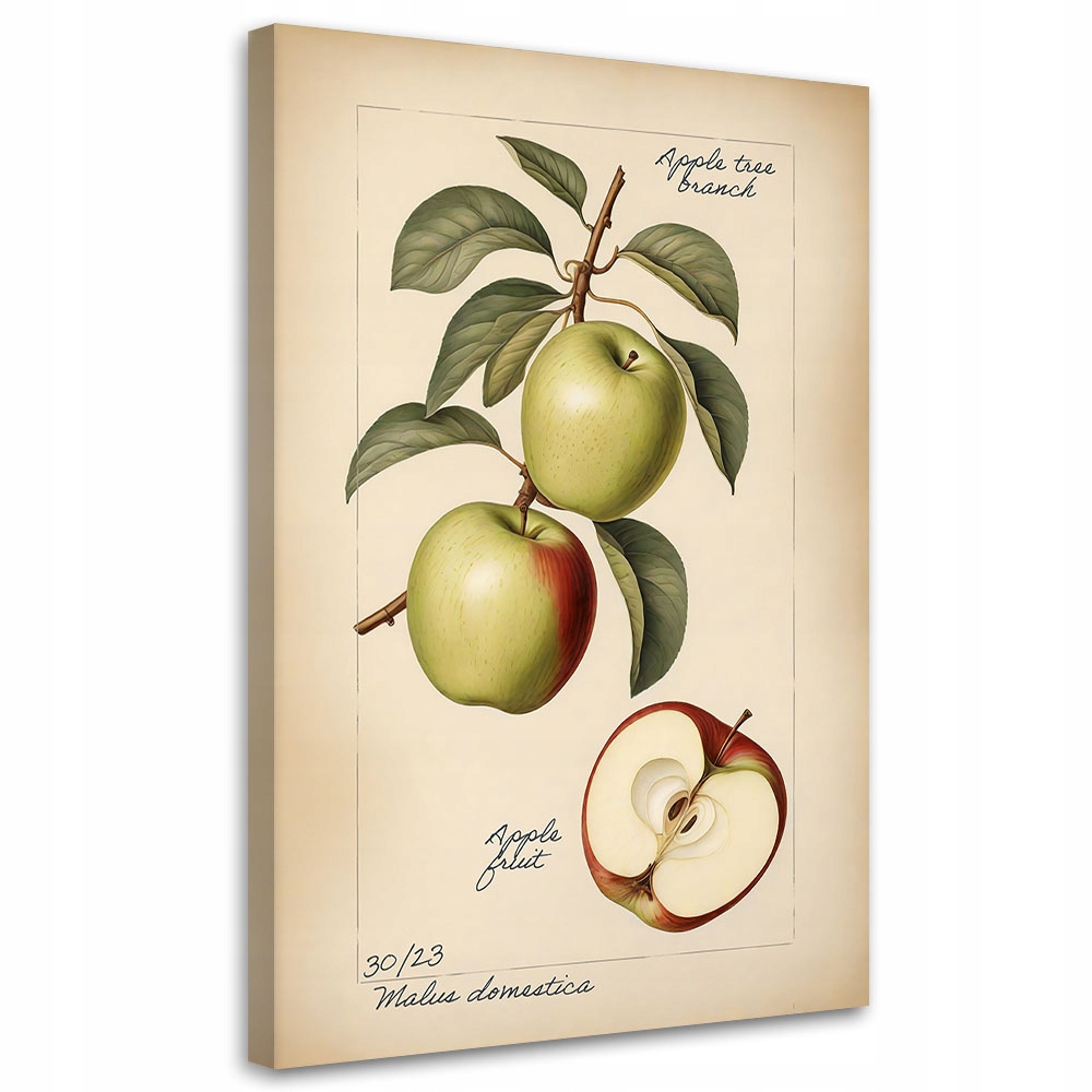 Feeby obraz na płótnie owoce vintage jabłko 40x60 – Idealna dekoracja do kuchni