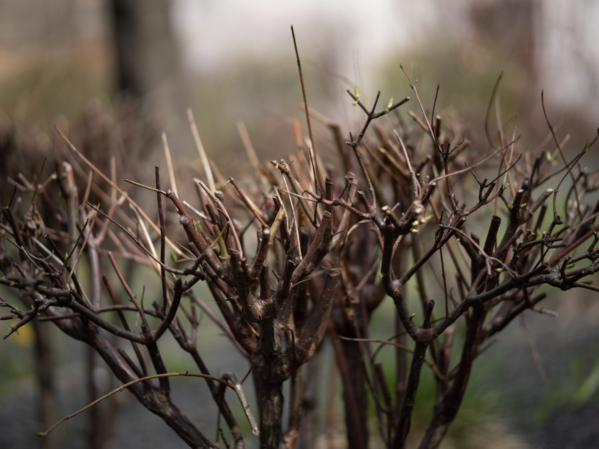 Obiektyw Voigtlander Ultron 75 mm f/1,9 do Leica M - SC