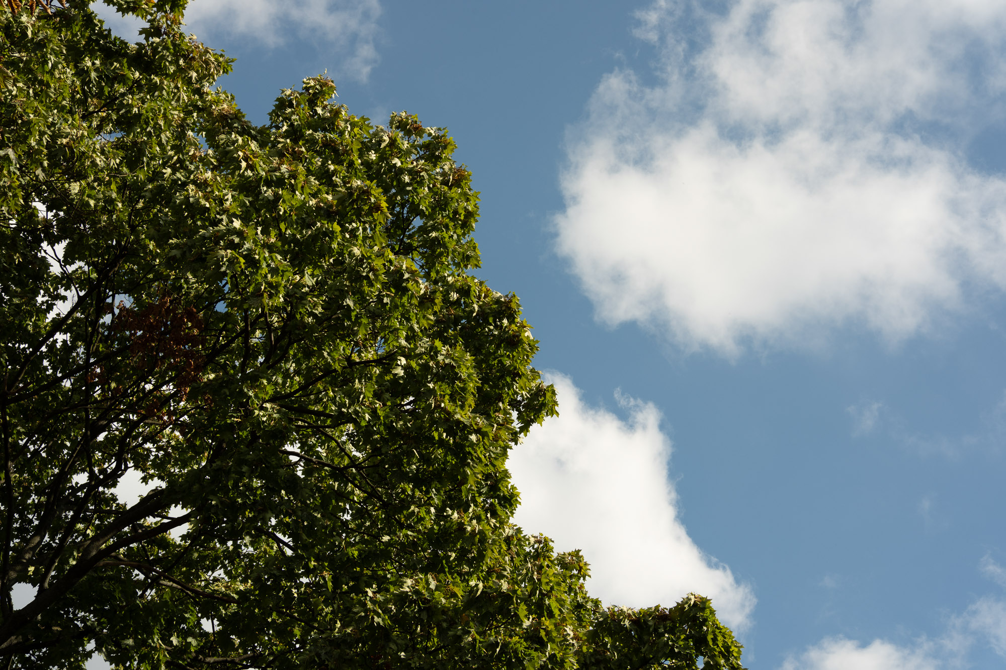 Obiektyw Voigtlander Nokton 50 mm f/1,2 do Fujifilm X