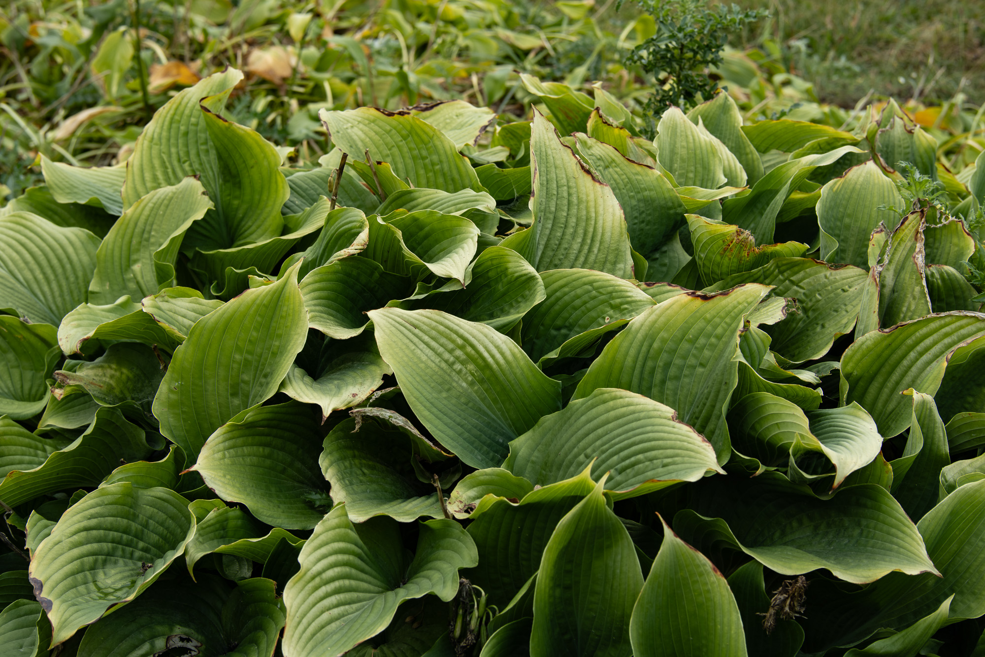 Obiektyw Voigtlander Nokton 50 mm f/1,2 do Fujifilm X