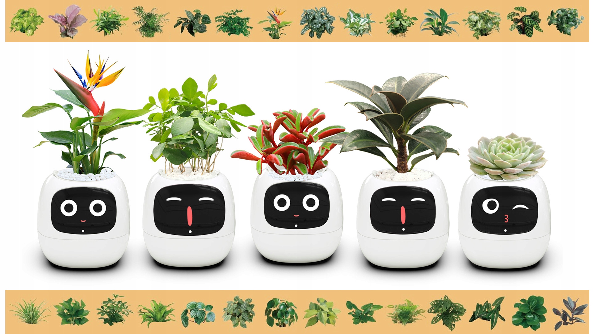 Ogromna baza roślin doniczkowych i ziół