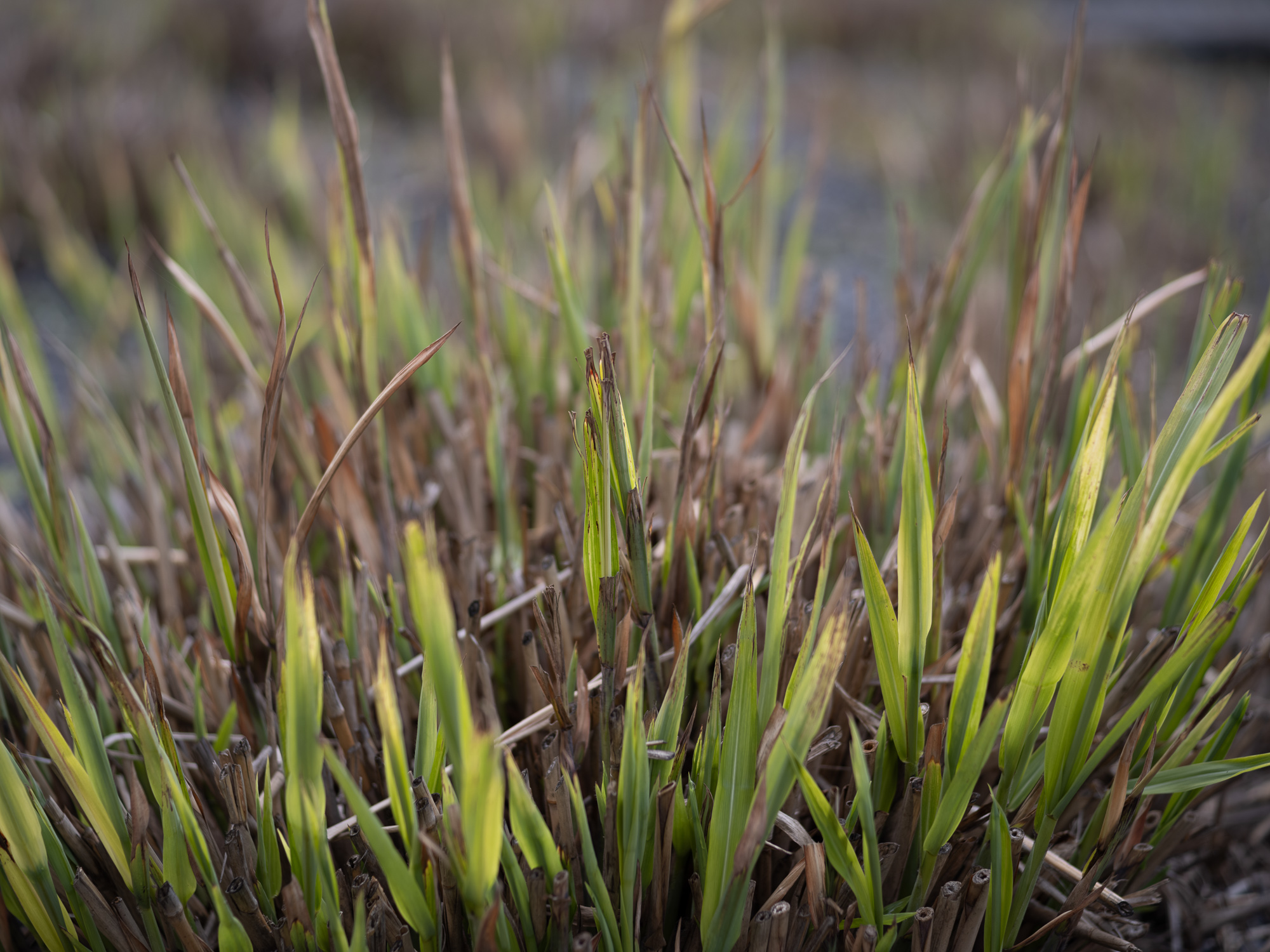 Obiektyw Voigtlander Ultron 75 mm f/1,9 do Leica M - SC