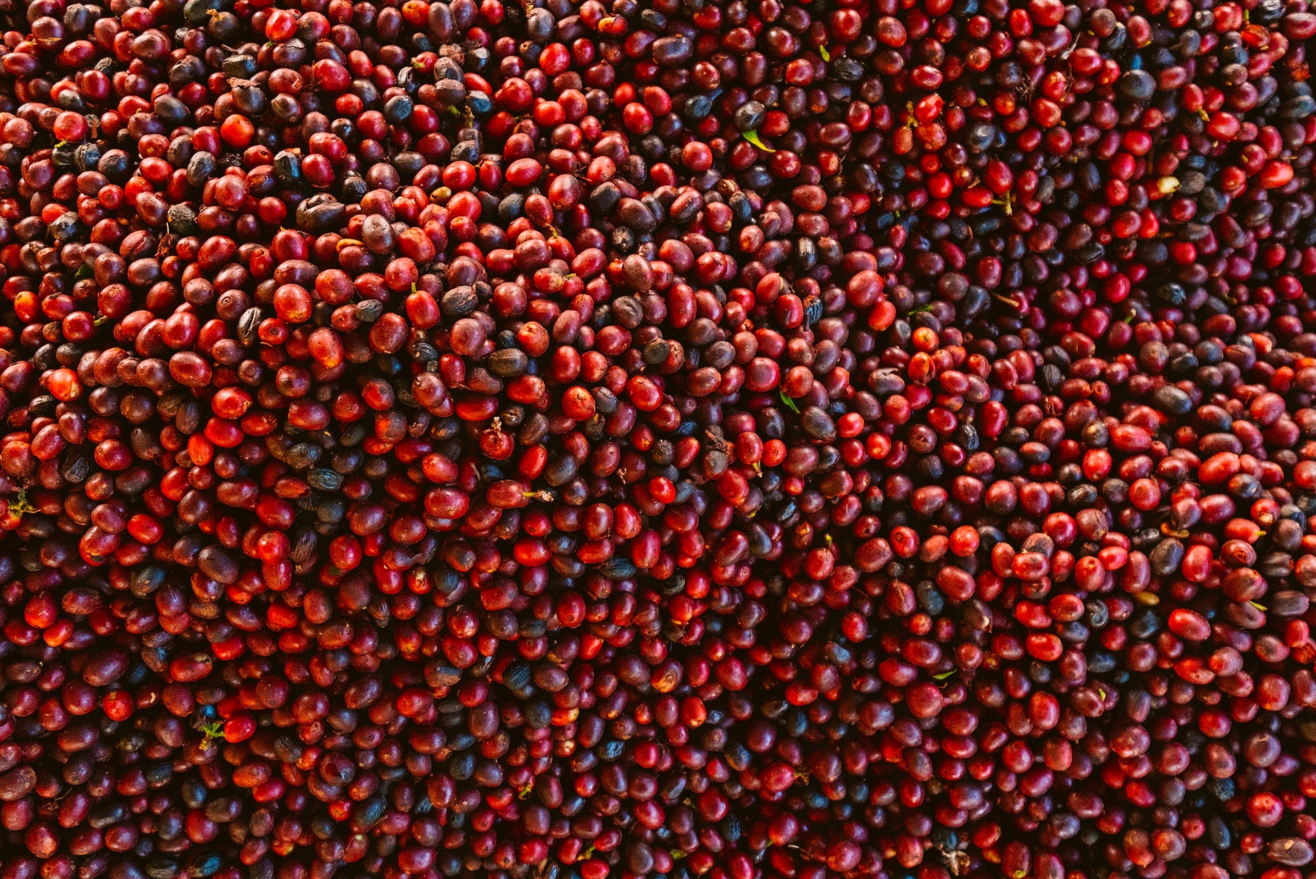 Kawa 100% Arabica – Pochodzenie i charakterystyka