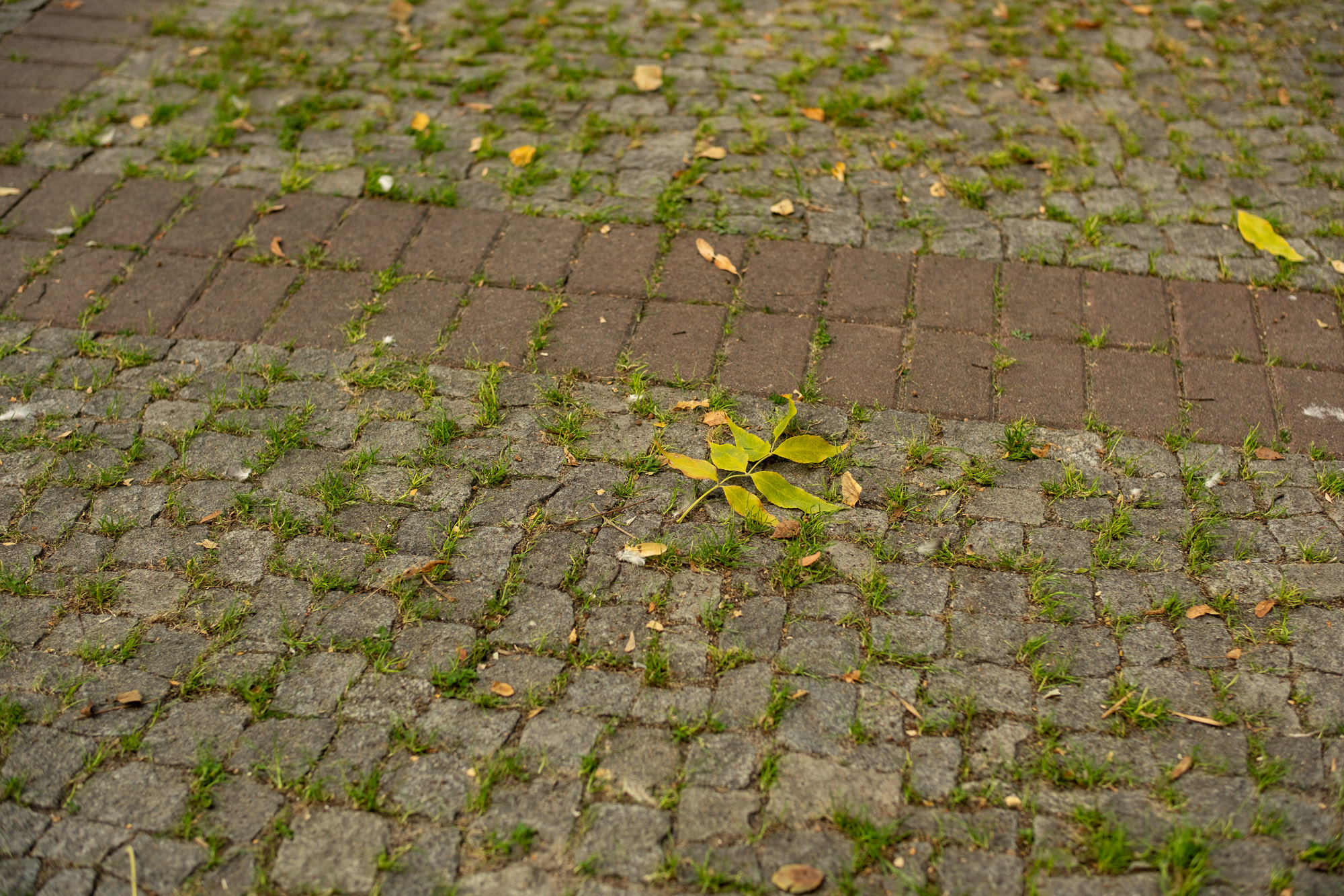 Obiektyw Voigtlander Nokton 35 mm f/0,9 do Fujifilm X