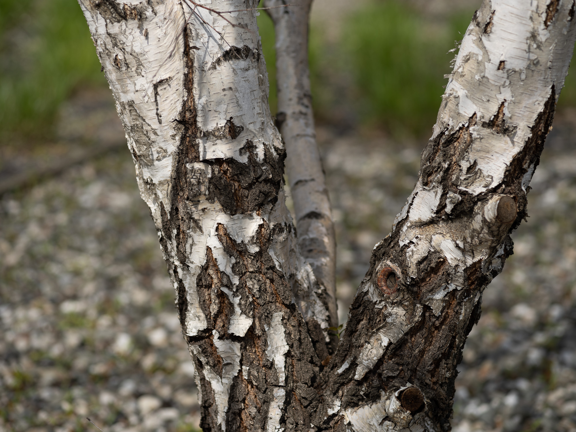 Obiektyw Voigtlander Ultron 75 mm f/1,9 do Leica M - SC