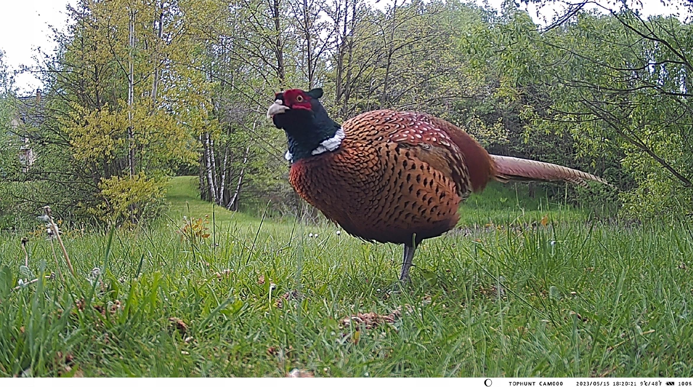 Inteligentna detekcja ruchu z czujnikiem PIR