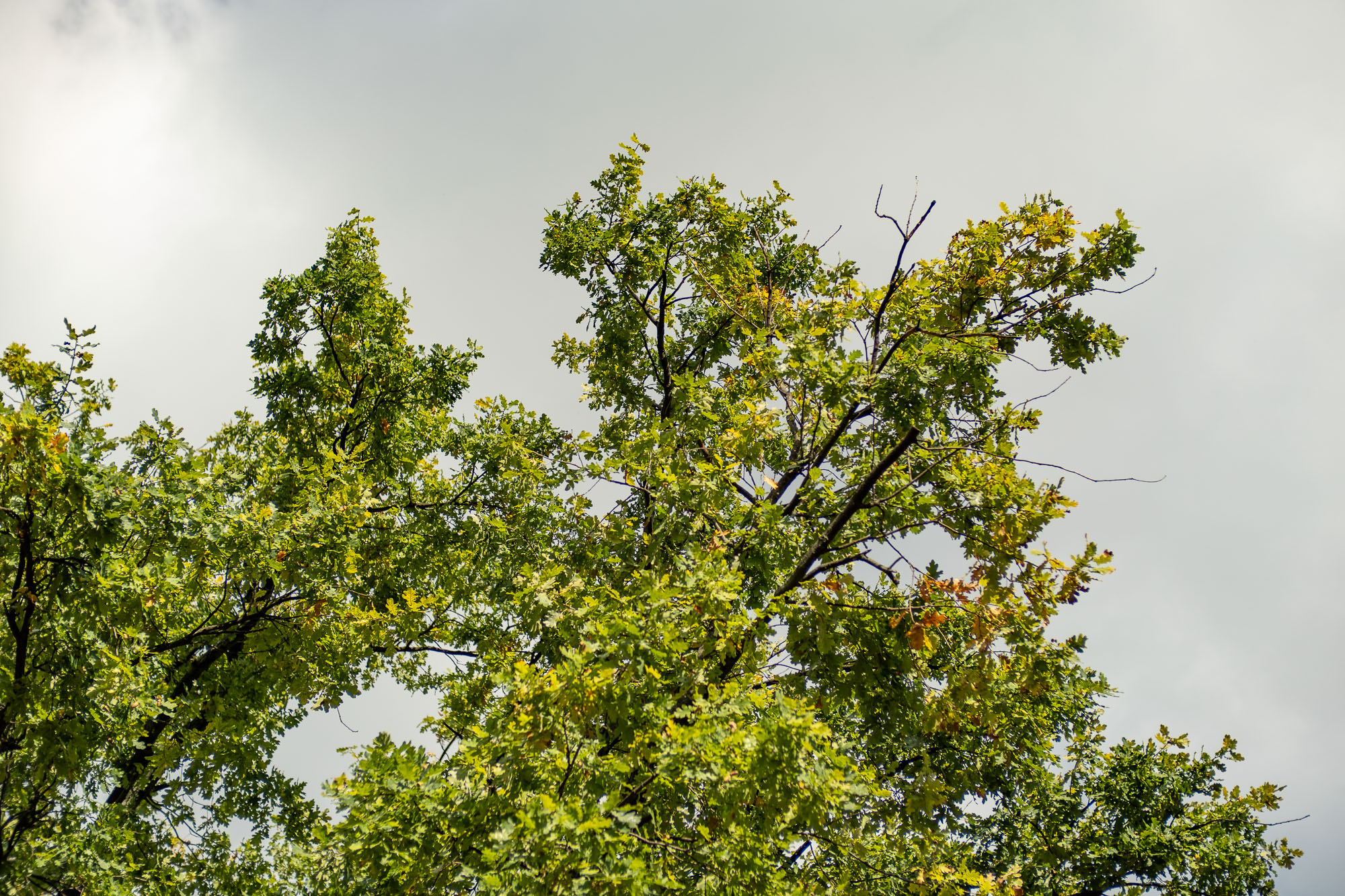 Obiektyw Voigtlander Nokton 50 mm f/1,2 do Fujifilm X