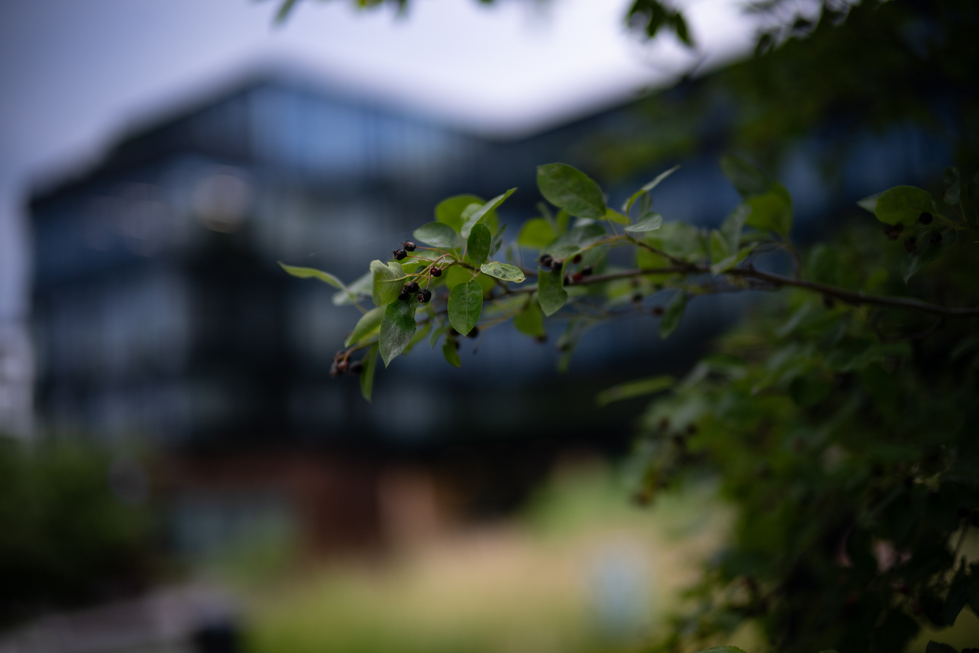 Obiektyw Voigtlander Nokton 50 mm f/1,0 do Nikon Z