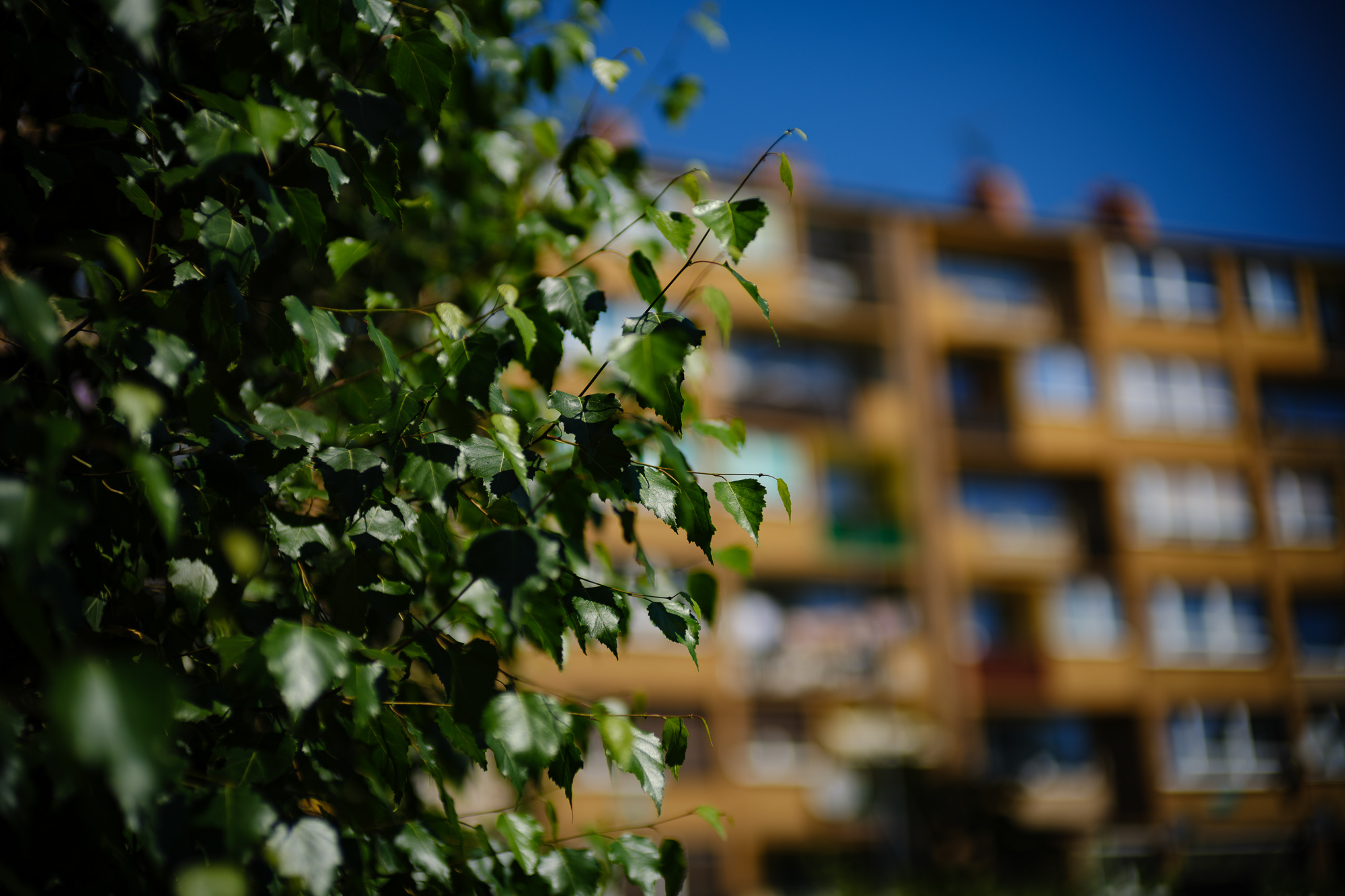 Obiektyw Voigtlander Nokton 50 mm f/1,0 do Leica M