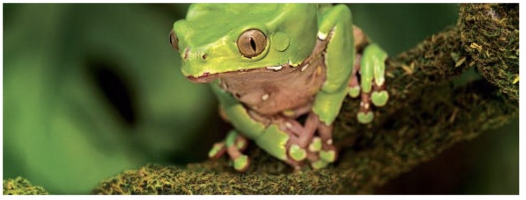 Idealna do dekoracji terrarium