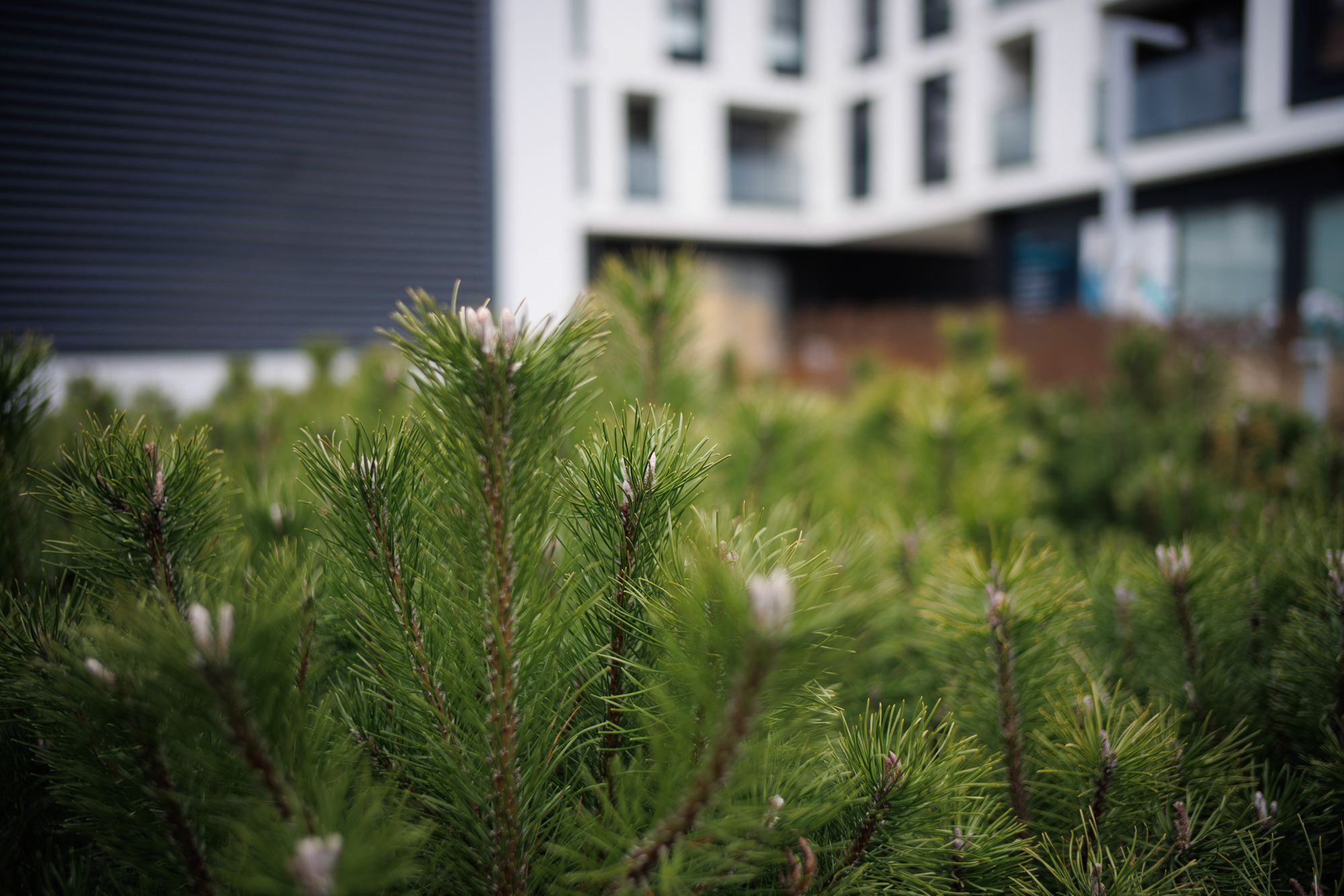 Obiektyw Voigtlander Nokton II Vintage Line 28 mm f/1,5 do Leica M - czarny