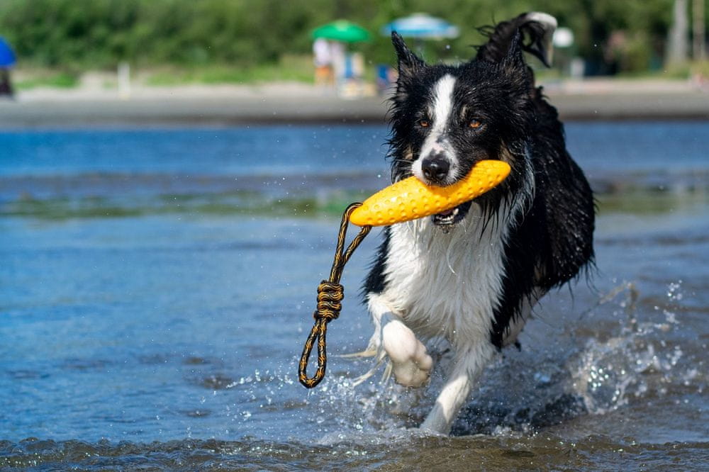 Rozmiary i waga – idealne dla psów różnych ras