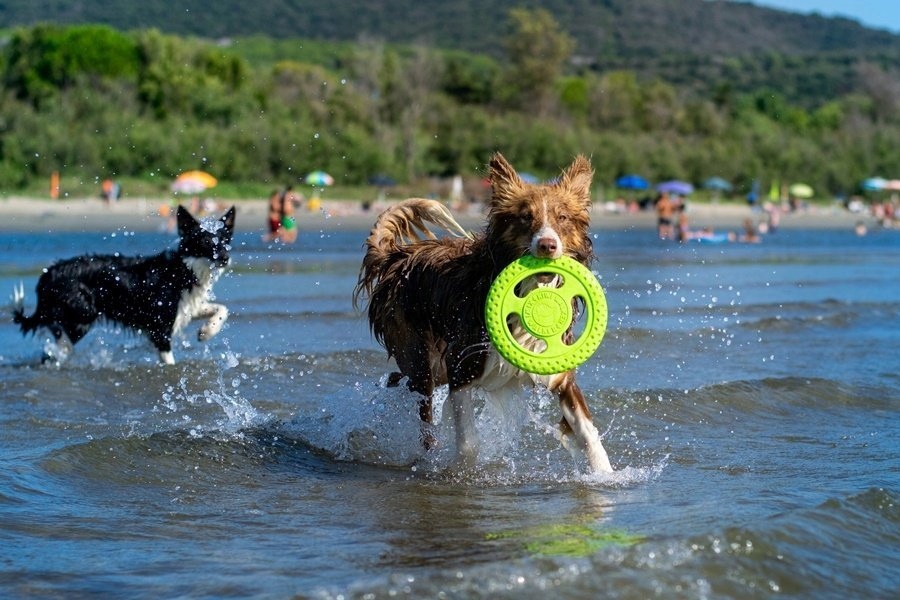 Wodoodporne frisbee idealne na plażę