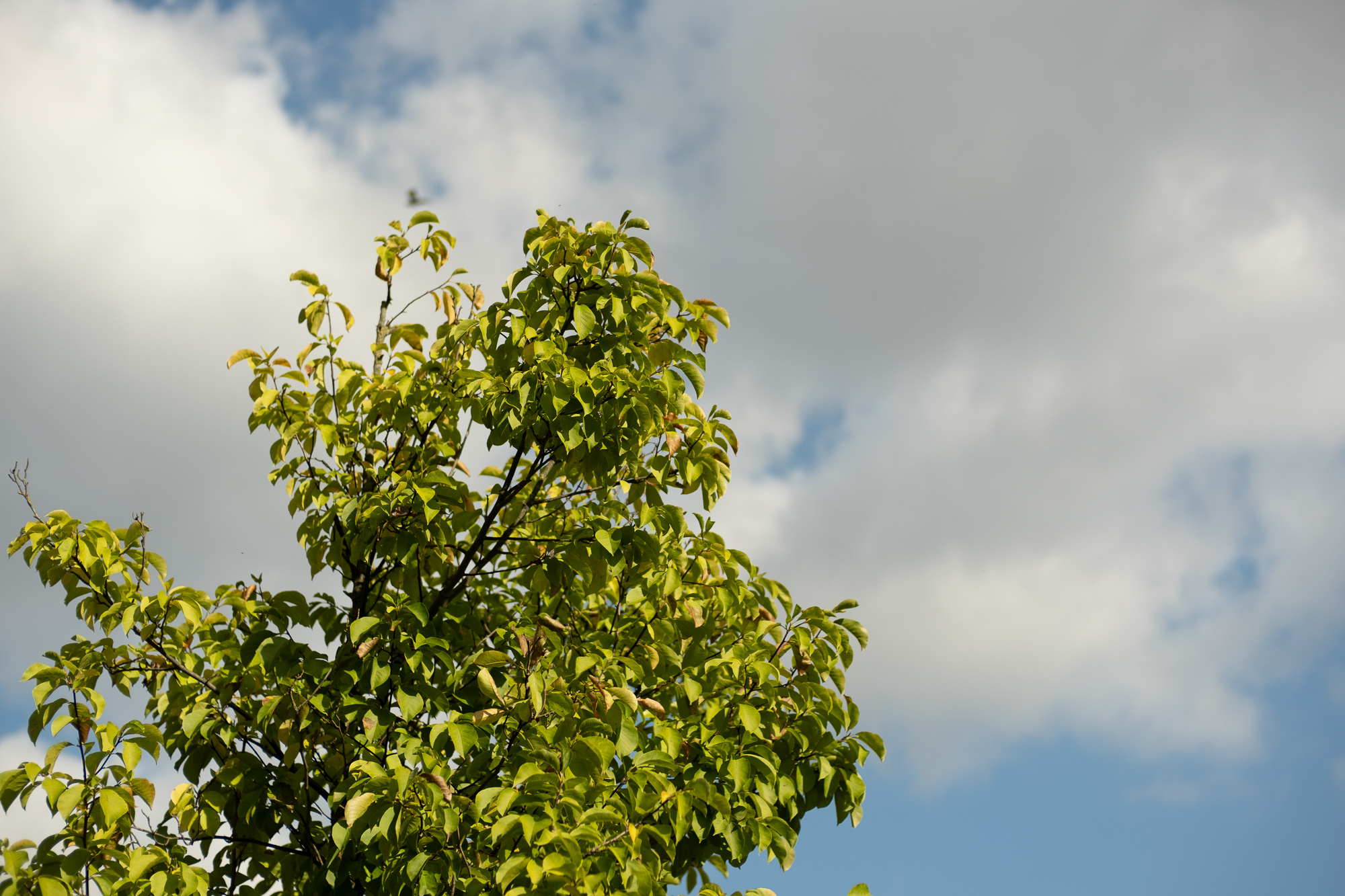 Obiektyw Voigtlander Nokton 50 mm f/1,2 do Fujifilm X