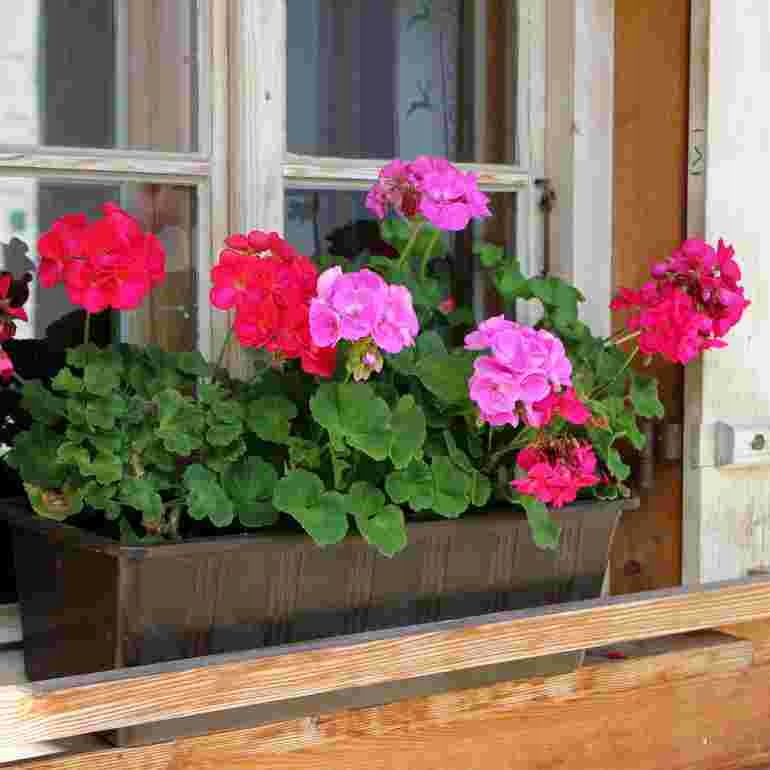 Wymagania uprawowe i pielęgnacja pelargonii