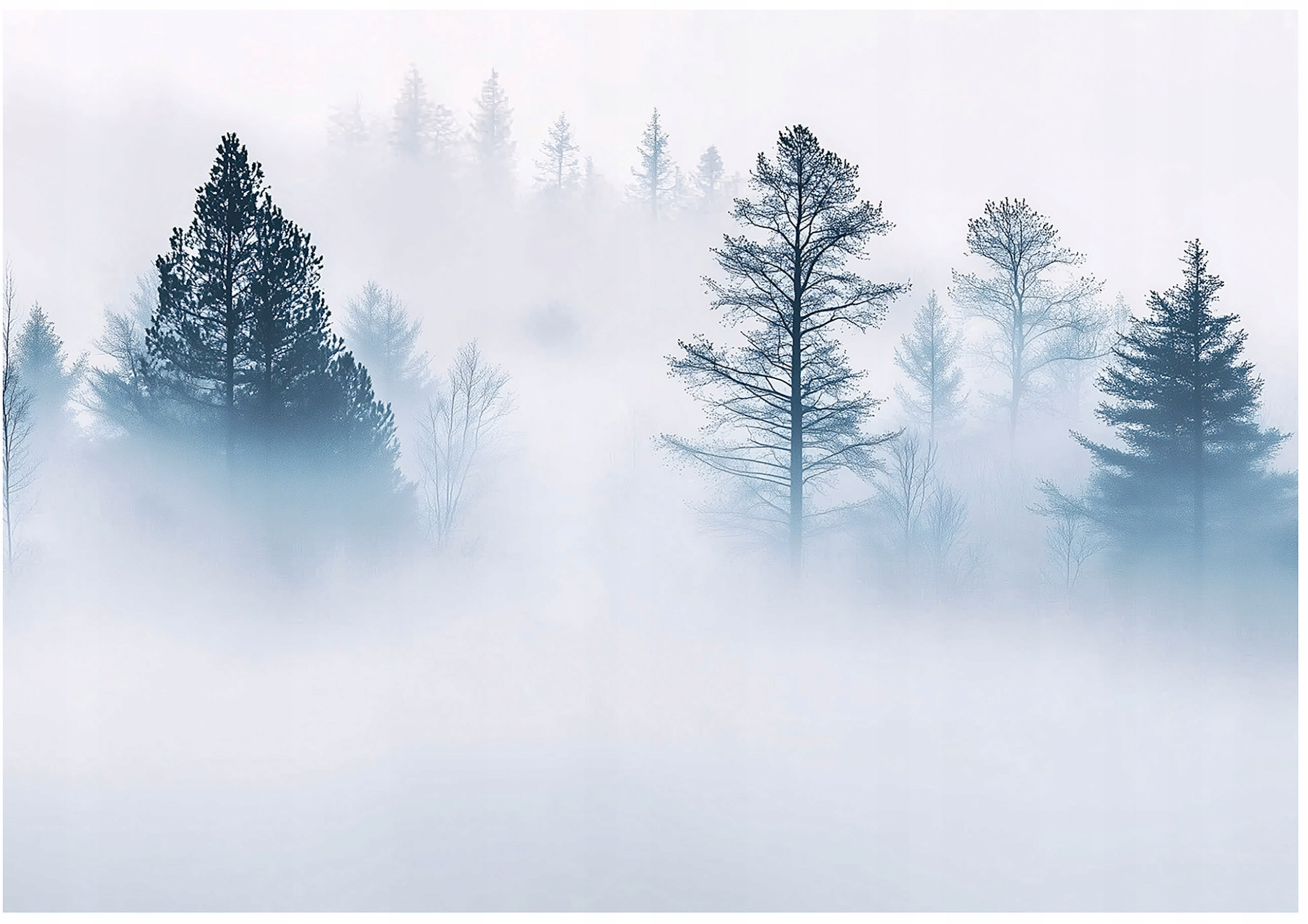 Fototapeta Las We Mgle Drzewo – Stwórz wyjątkową atmosferę w swoim wnętrzu