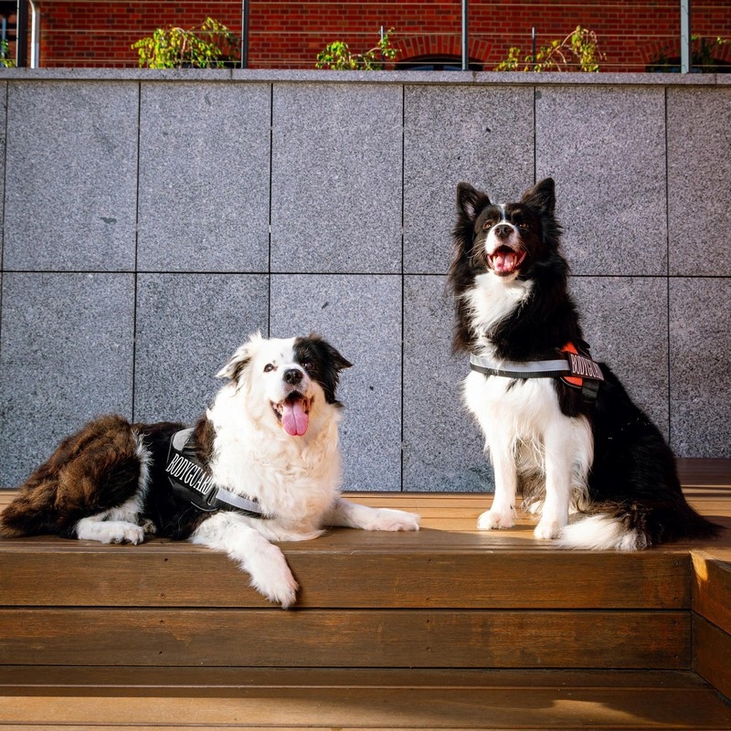 Wygodny uchwyt do kontroli psa