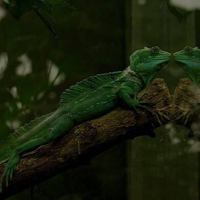 Zielony terrarium na drzewie