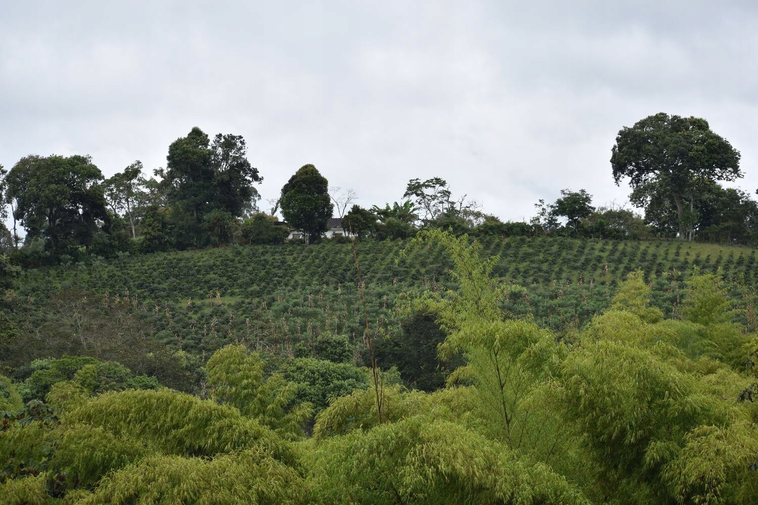 Kawa specialty z regionu Cauca