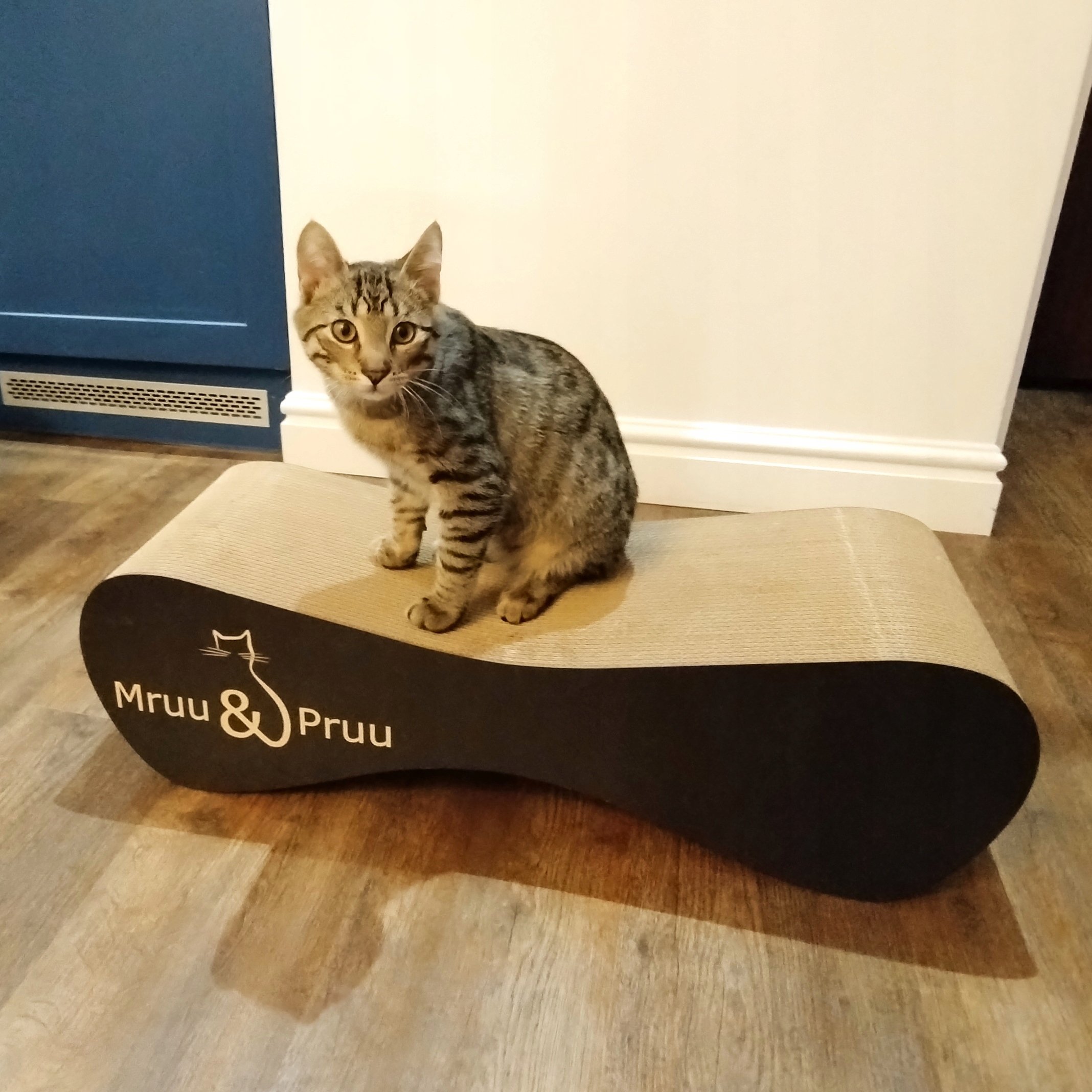 Ergonomiczny design – Wygodne użytkowanie dla kotów