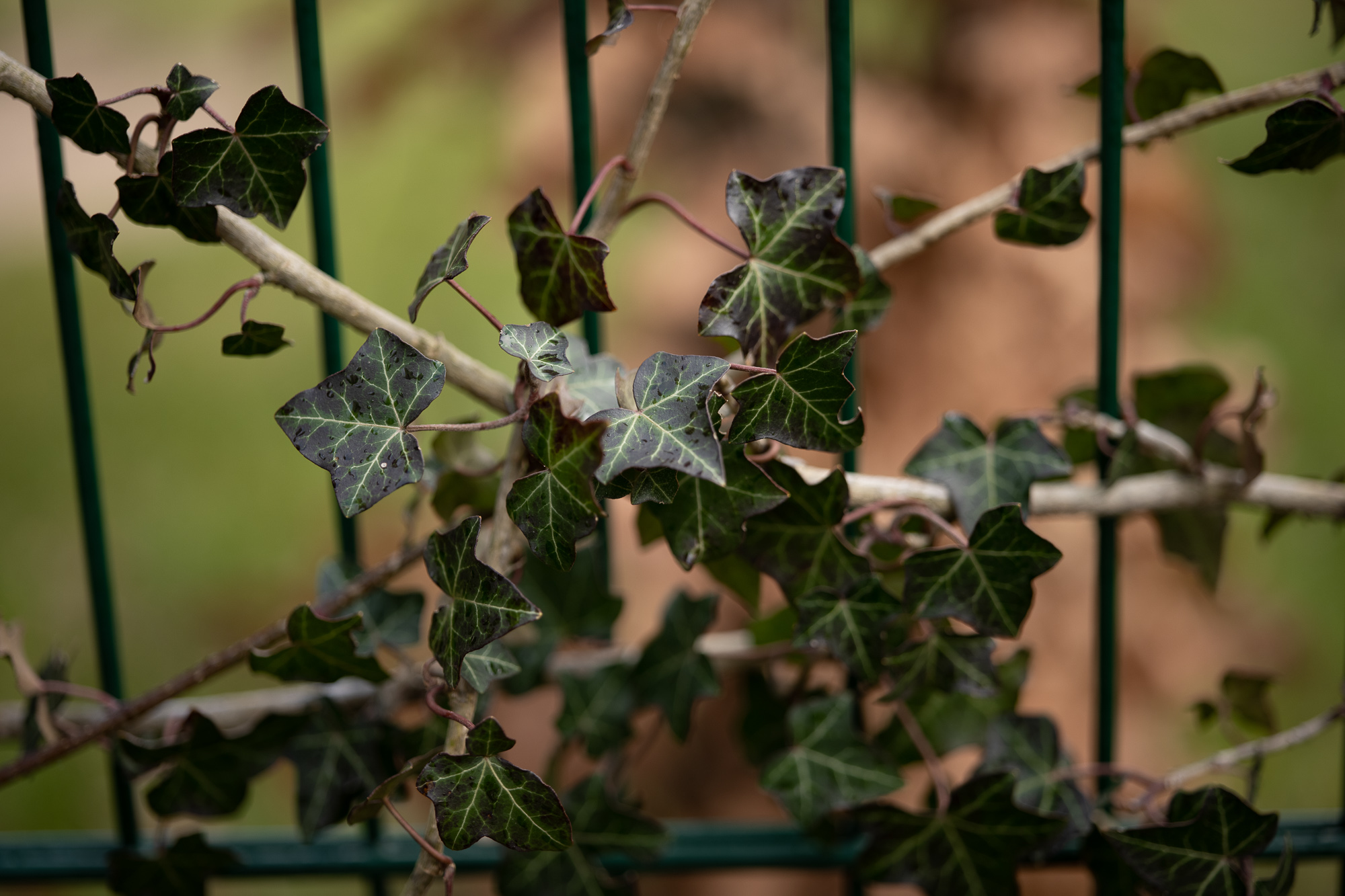 Obiektyw Voigtlander Macro APO Lanthar 65 mm f/2,0 do Nikon Z