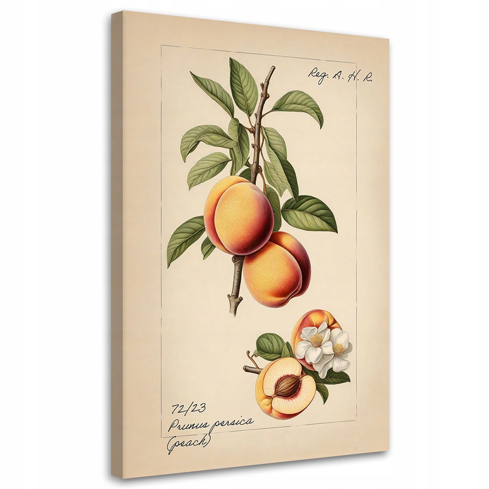 Feeby obraz na płótnie owoce vintage brzoskwinia 40x60 – Idealna dekoracja do Twojej kuchni
