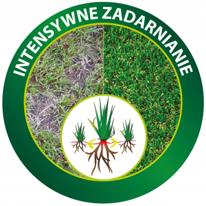Szybka regeneracja – Odbudowa ubytków w trawniku