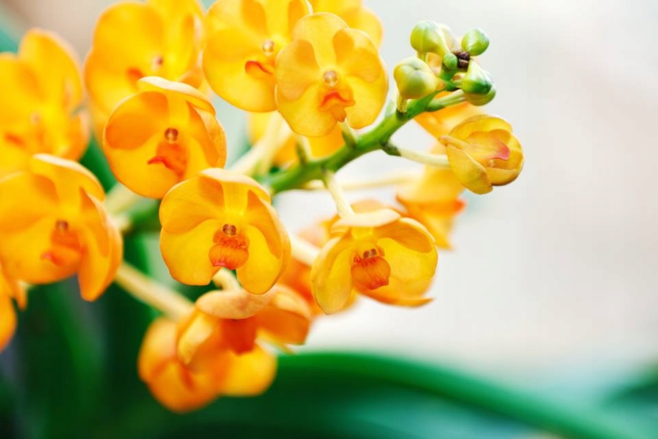 Ochrona przed patogenami i zdrowie roślin