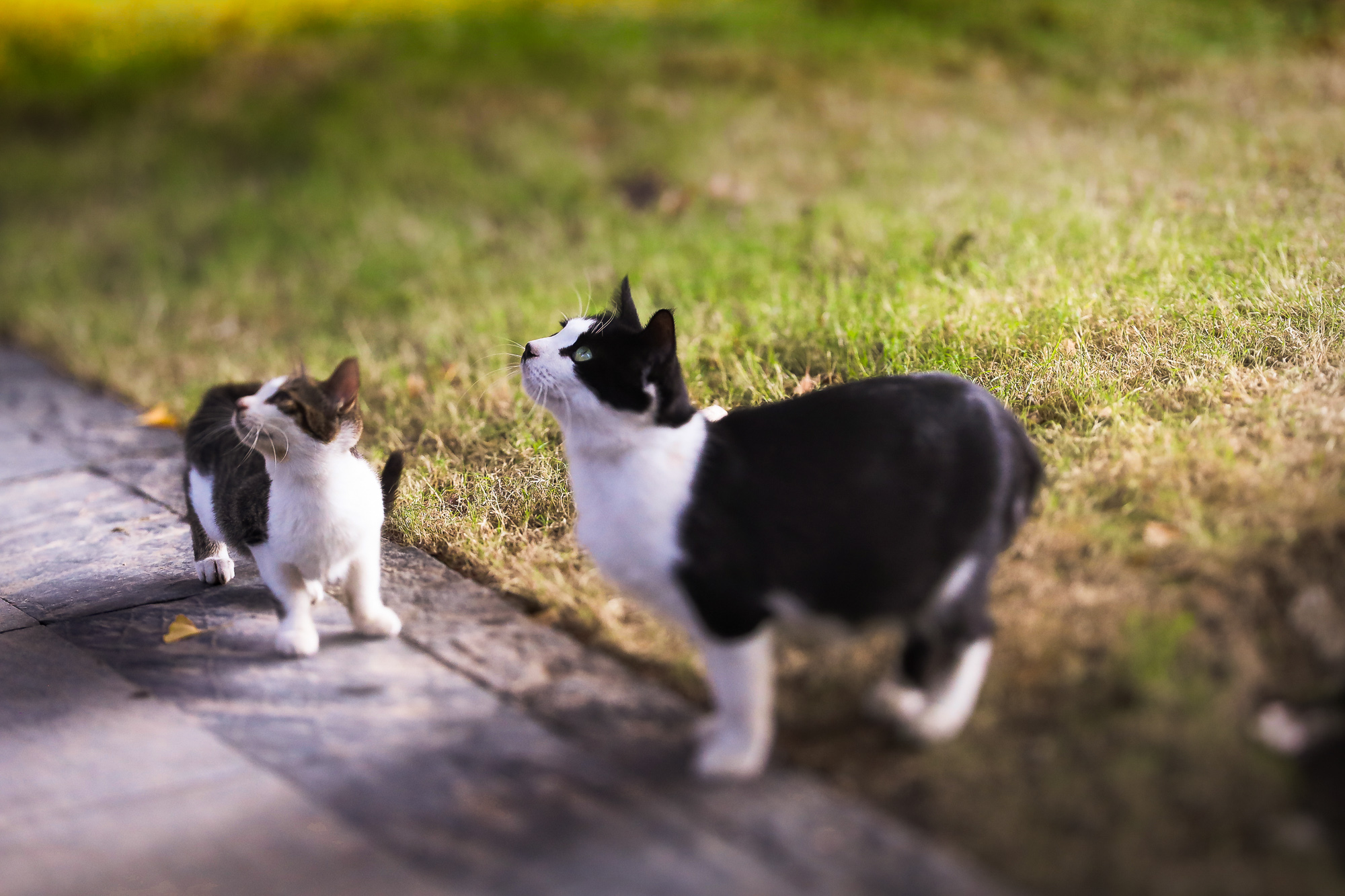 Obiektyw Laowa 100 mm f/2,8 Tilt-Shift 1x Macro do Nikon Z