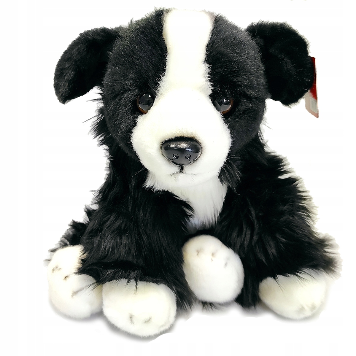 PIES MASKOTKA BORDER COLLIE – Idealny towarzysz dla najmłodszych