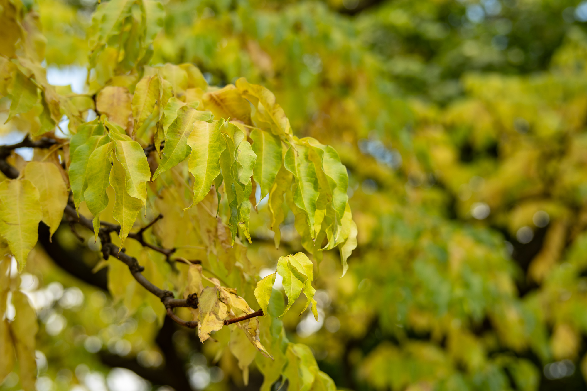 Obiektyw Voigtlander Nokton 50 mm f/1,2 do Fujifilm X