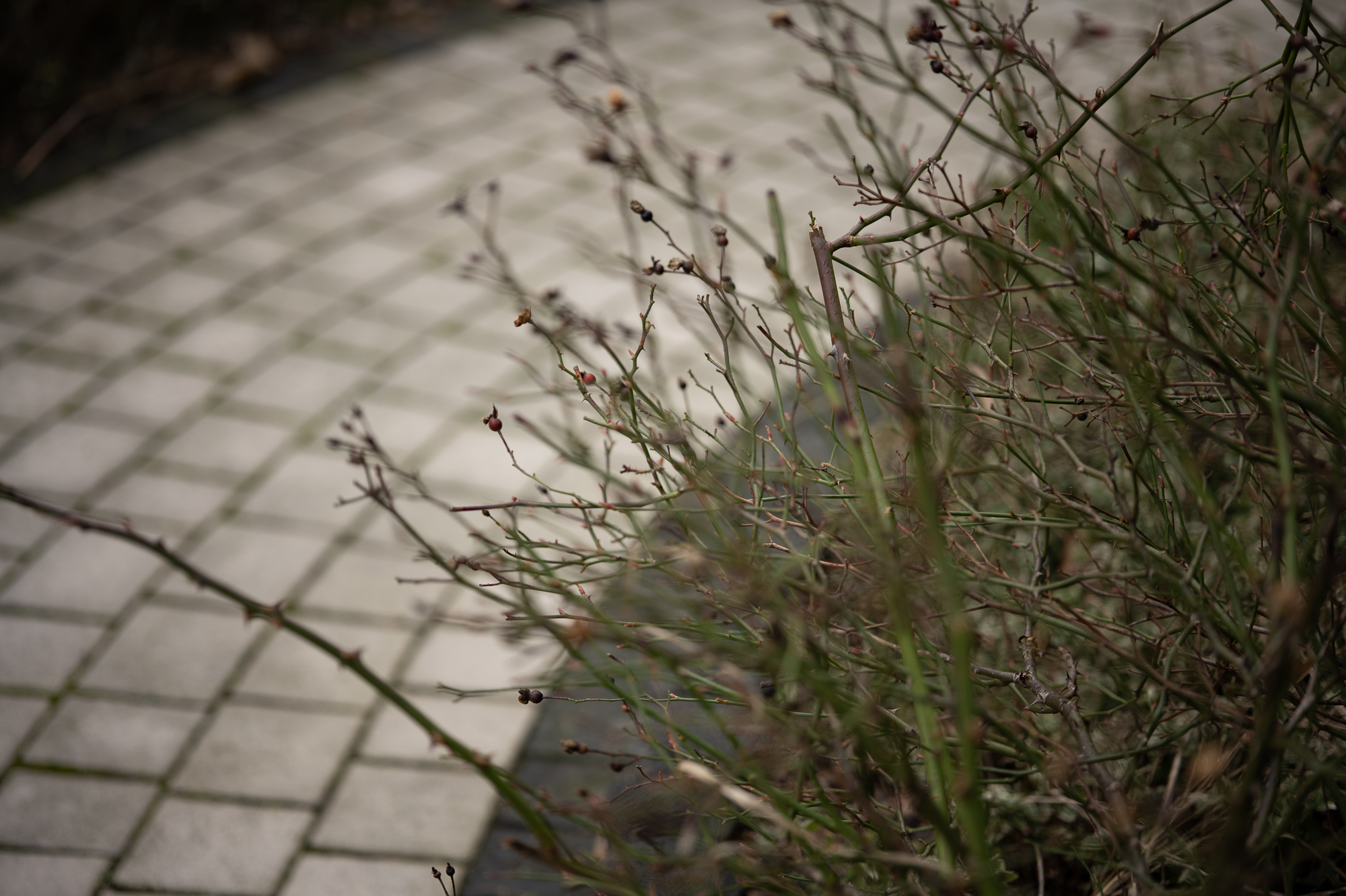 Obiektyw Voigtlander Macro APO Lanthar 65 mm f/2,0 do Nikon Z