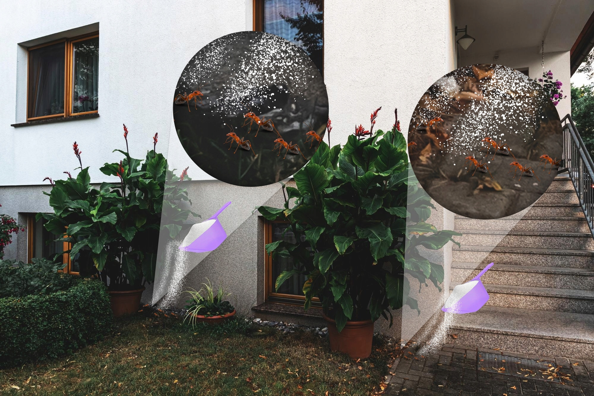 Jak skutecznie pozbyć się mrówek i innych owadów?