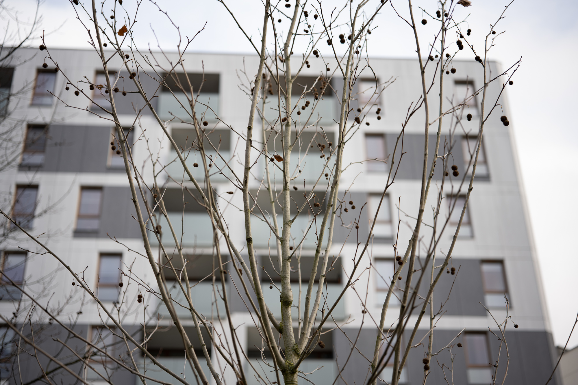 Obiektyw Voigtlander Macro APO Lanthar 65 mm f/2,0 do Nikon Z