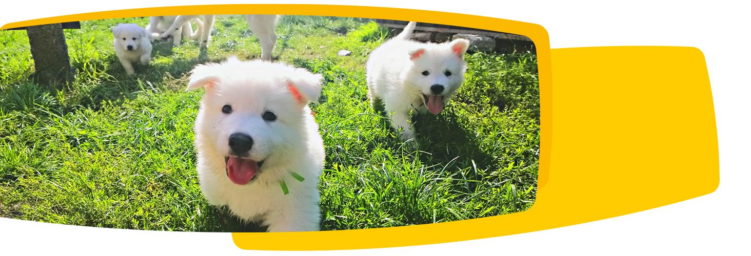 Josera - film produktowy