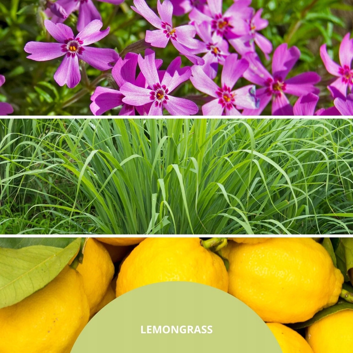 Opis zapachu Lemon Grass – Cytrusowe nuty dla wyjątkowej atmosfery