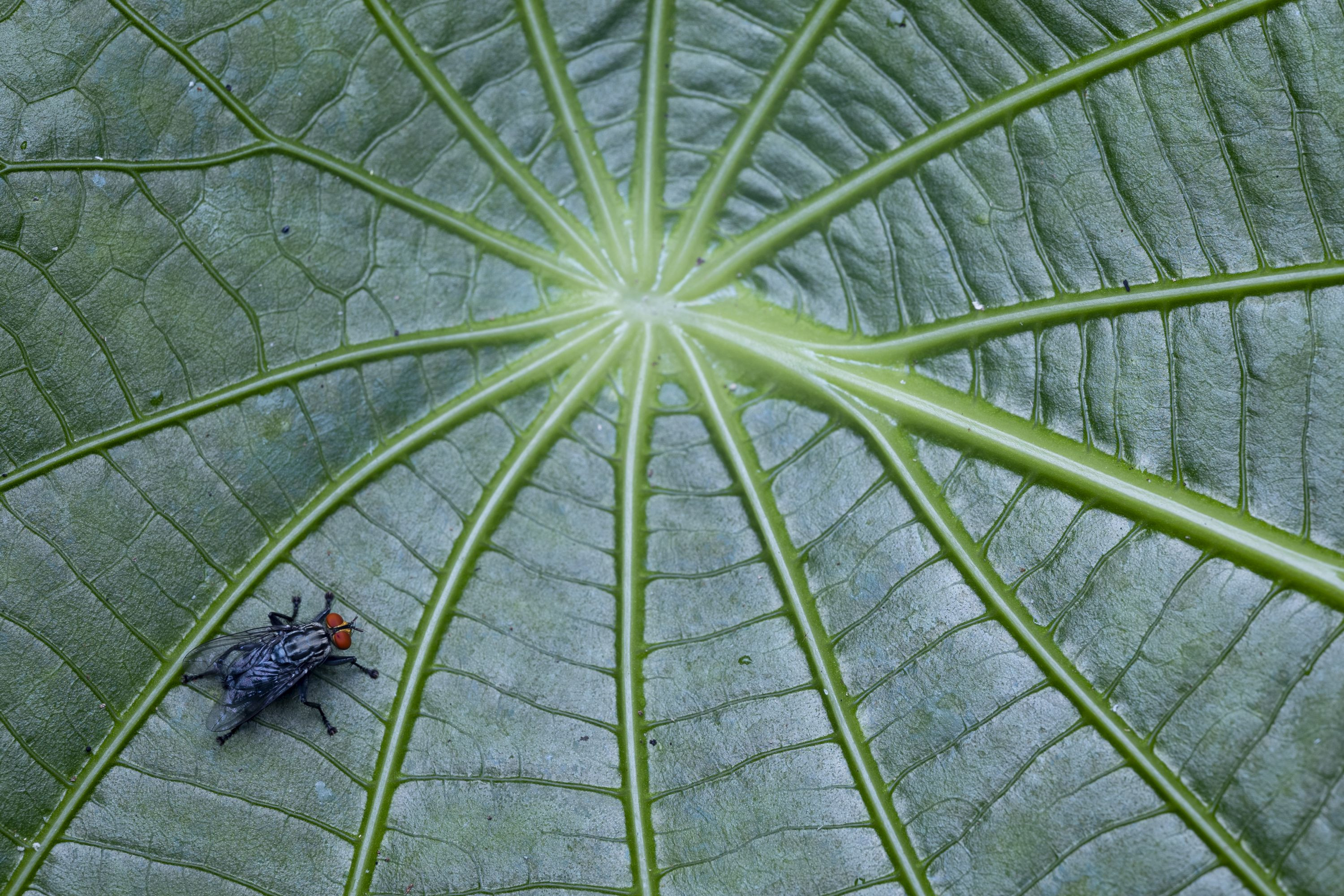 Obiektyw Venus Optics Laowa 90 mm f_2,8 Ultra Macro APO do Leica L