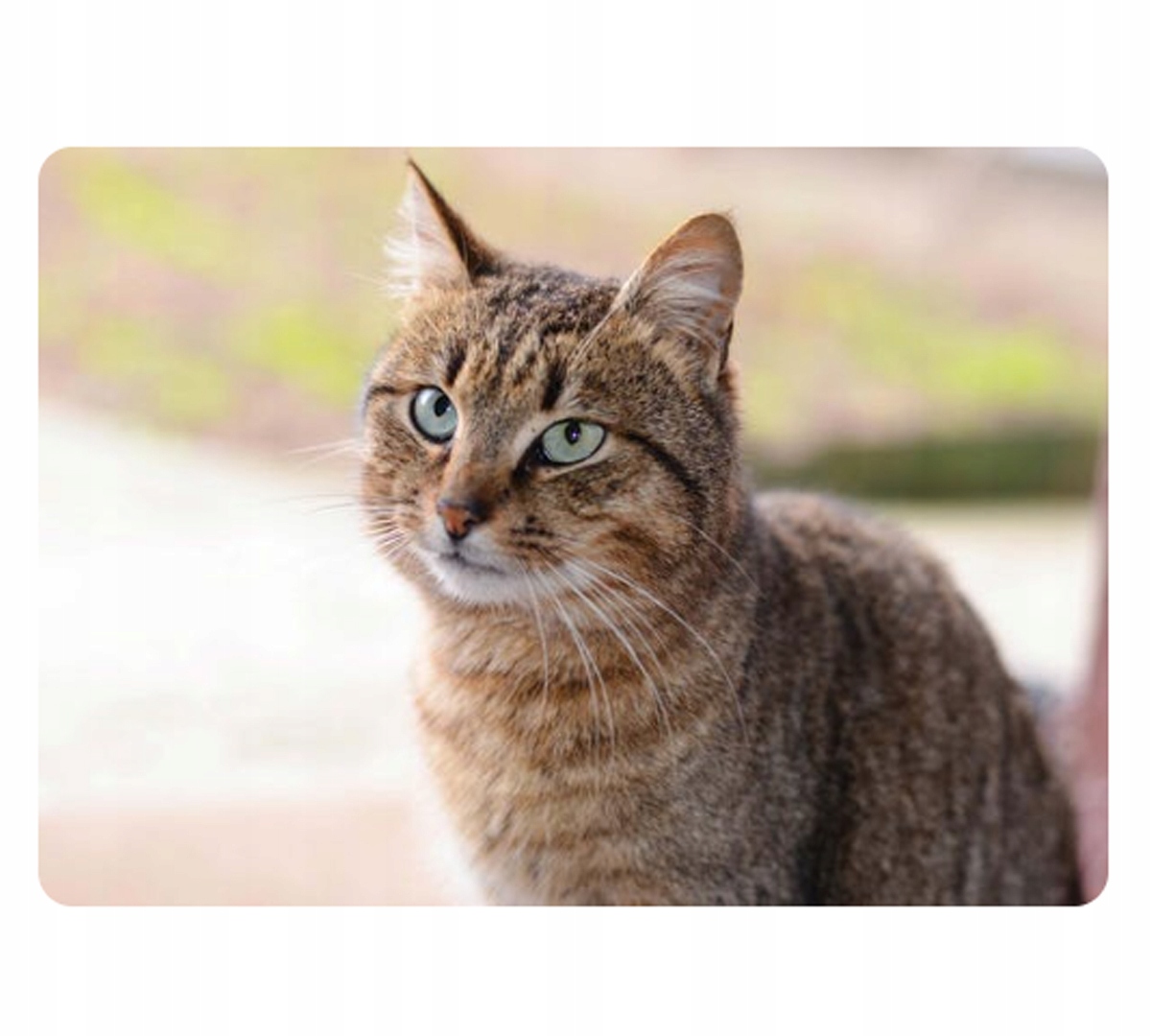 Idealna dla wszystkich kotów – Zadbaj o zdrowe nawyki żywieniowe