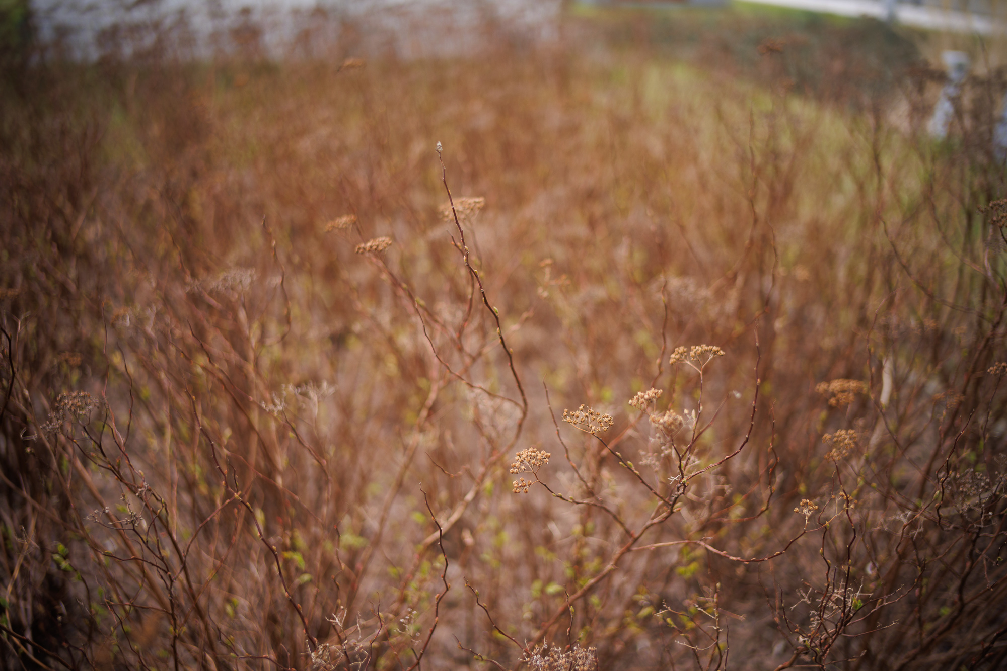 Obiektyw Voigtlander Nokton II Vintage Line 28 mm f/1,5 do Leica M - czarny