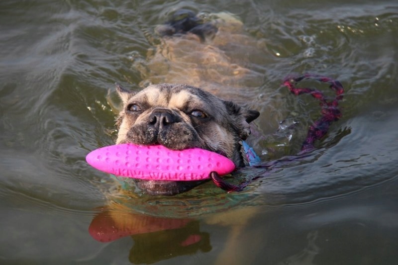 Wodoodporna konstrukcja – Doskonała do zabaw w wodzie