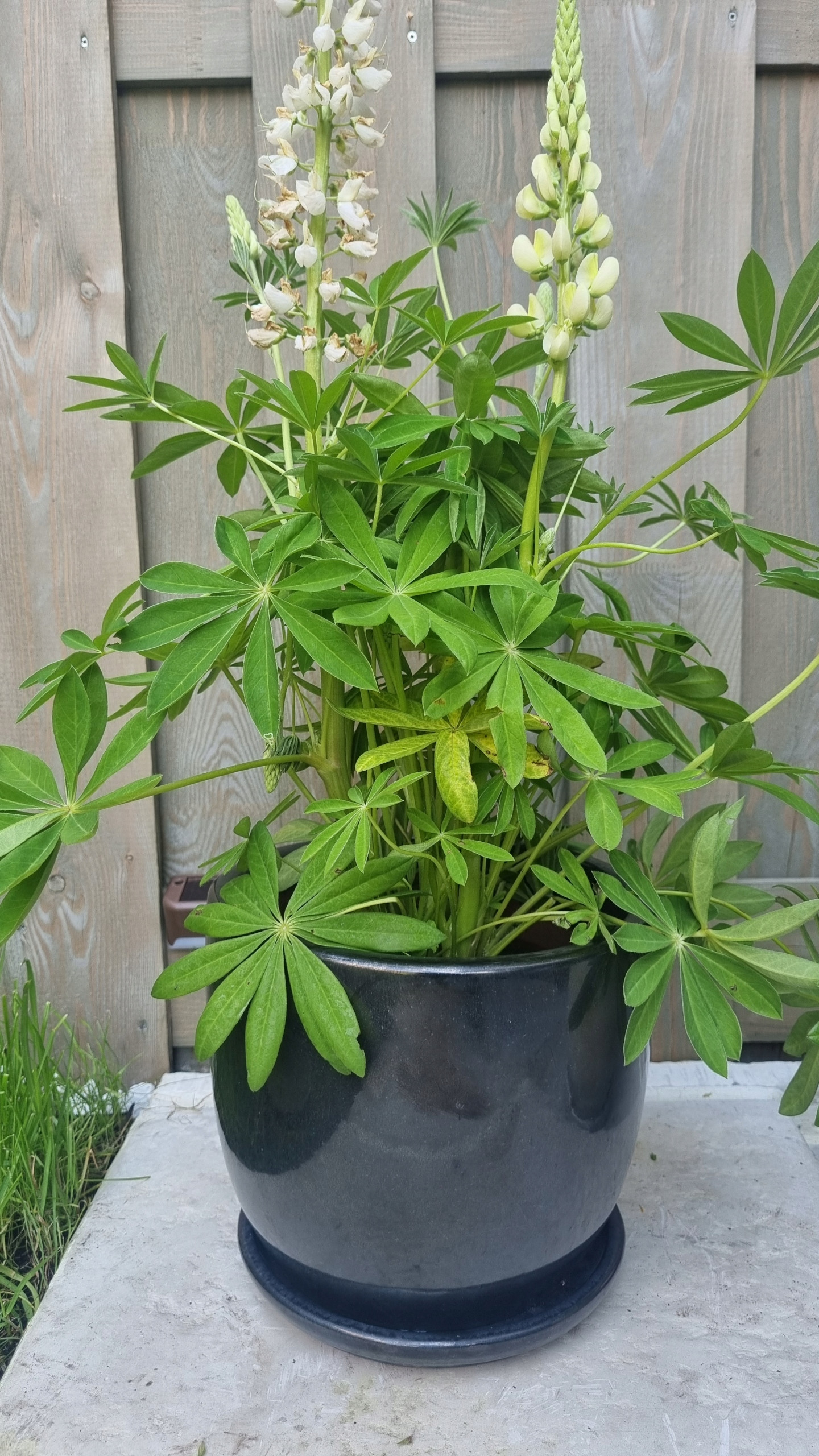 Mrozoodporna ceramika – Idealna do użytku przez cały rok